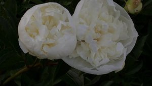 Pivoines herbacées immaculées "Paeonia lactiflora' 'duchesse de nemours' et 'shirley temple'