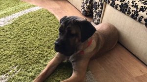 СОБАКА ГОВОРИТ МАМА! ГОВОРЯЩАЯ СОБАКА. Умная Кане- корсо