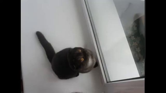 шотландские вислоухие котята