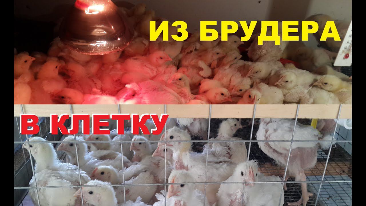 Пересадка цыплят бройлера из брудера в клетку
