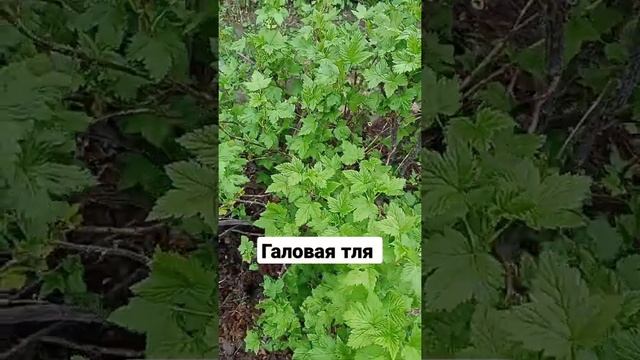 галловая тля на смородине  #сад #огород #дом #свойдом #тля #смородина #грядки