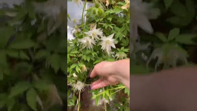 Клематисы В Забайкалье