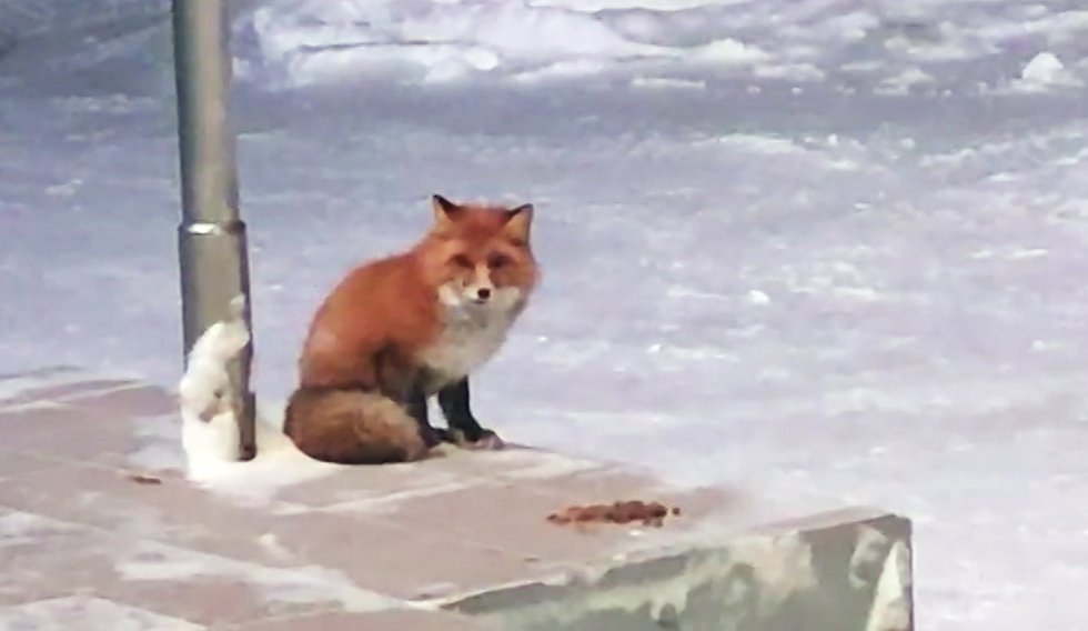 "Как домашние": Магадан заселили лисы и совы / События на ТВЦ