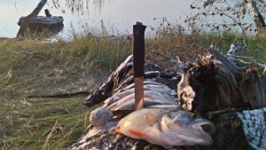 РЫБАЛКА. ОКУНЬ, СУДАК НА СПИННИНГ, НА МИКРОДЖИГ. ЛОВЛЯ КРУПНЫХ ОКУНЕЙ. РЫБАЛКА НА ОЗЕРЕ ЧАНЫ.