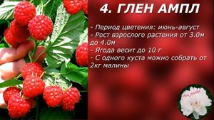 Лучшие сорта малины