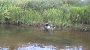 Сплав по реке Медведица. На байдарке по реке от Городка до ГЭС. Тверская область