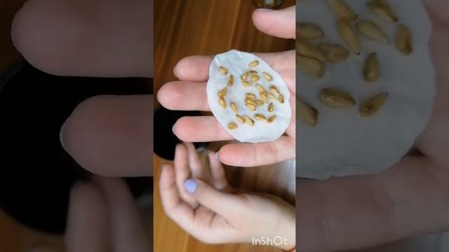 Выращивание граната в домашних условиях ?