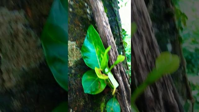 The most delicious jackfruit flower and jackfruit tree in Sri Lanka#short #naenapavva #entertainmen