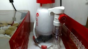 Reef Octopus Essence 130 Protein Skimmer - 6 Month Review - Protein Skimmer Update