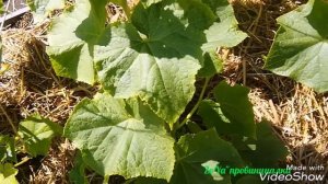 КОРНЕВОЙ СЕЛЬДЕРЕЙ/ уход, полив, подкормка/ОГУРЦЫ и ГОРОШЕК в открытом грунте/секрет хорошего урожа