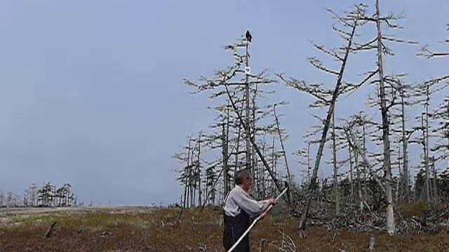 Хищная птица срывает с шеста рыбу / Атака хищной птицы / Птица атакует смотреть онлайн