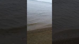 Рыбацкое утро борьба с сазаном река уссури