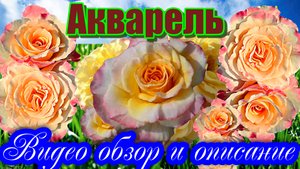 Обзор розы Акварель (Чайно гибридная) Aguarell (Tantau, 1999)