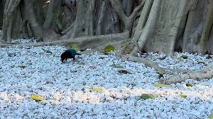 Cat TV for Cats to Watch ? Naughty Blue Birds ? Cute Chipmunks ? 8 Hours(4K HDR)