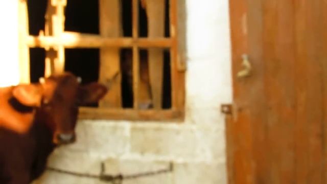 Купили курочек\ Возвращение БЛУДНОГО СЫНА. смотреть онлайн