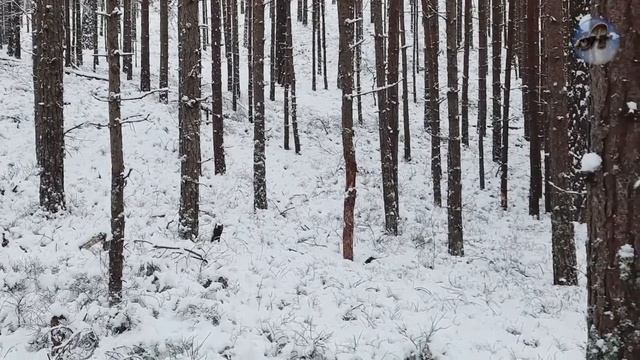 То, Что Совершил Пес, заставит многих задуматься! смотреть онлайн