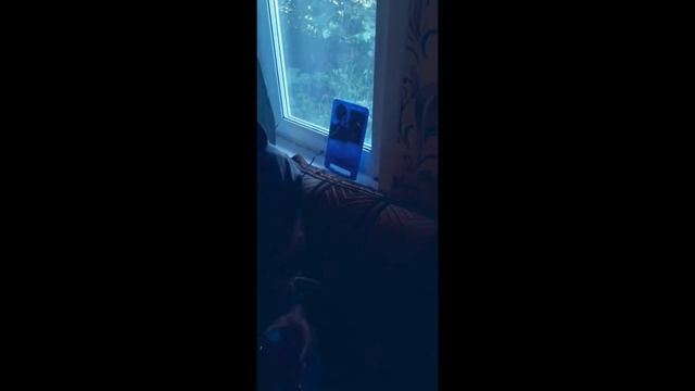 Супер фонарики для тайги смотреть онлайн