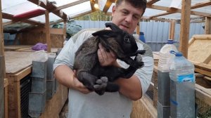 КРОЛИКИ, МИКСОМАТОЗ, ИТОГ. ДАЧА лечение