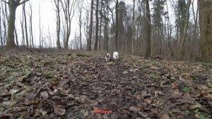 Сиамская кошка