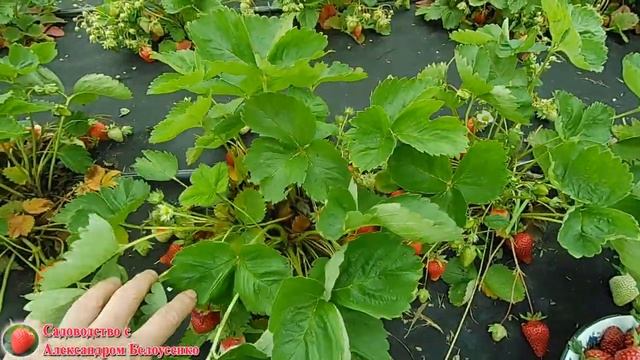 Первый сбор клубники Азия в 2021 году Кто-то ест нашу землянику! Клубника Азия смотреть онлайн