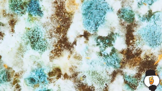 10 ФАКТОВ О СПАНЧ БОБЕ смотреть онлайн