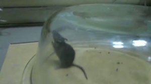 Поймал мышь в гуманную мышеловку