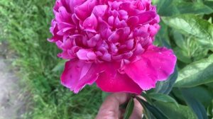 Paeonia 'Rosa Klose'(Heinz Klose, 1983)