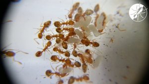 ПРОКЛЯТЬЕ ФАРАОНОВ! Monomorium pharaonis - фараоновы муравьи