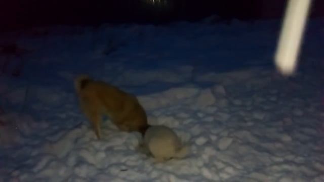 У СОБАК ПЕРЕД СНОМ ЕСТЬ ДЕЛА ВСЕГДА!!! смотреть онлайн