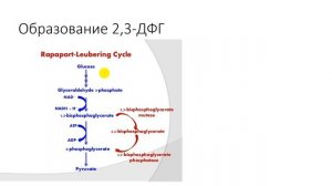 Физиология. Глава 4. Кровь. Эритроциты
