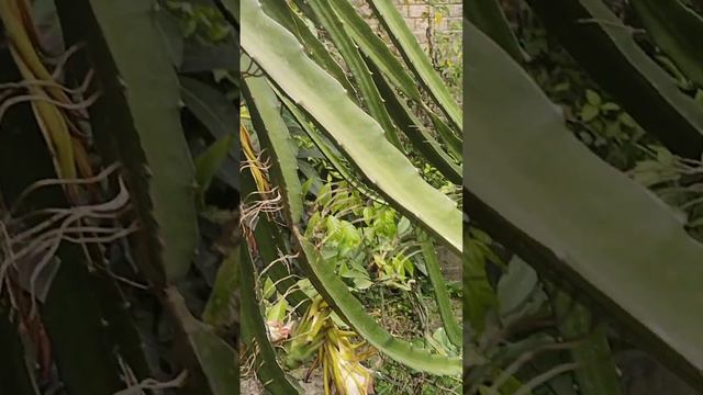 Dragon tree and dragon flower wow look like a 😲😲😲😲😲