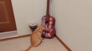 Рыжий кот Симба, игра на гитаре)