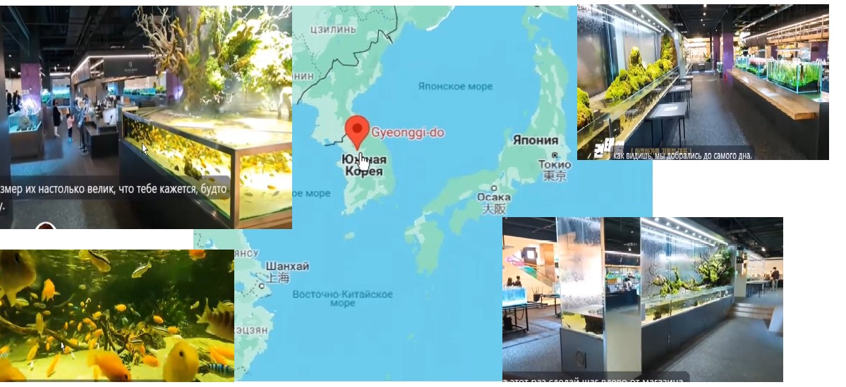 Акво сад и кафе в Сеуле Корея смотреть онлайн