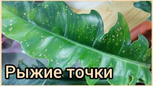 #ответы на #вопросы ?Рыжие точки на ФИЛОДЕНДРОНАХ?Что это, почему появились? #цветы #растения