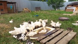 Выращивание индоуток 1 месяц / Муларды вместо индоуток