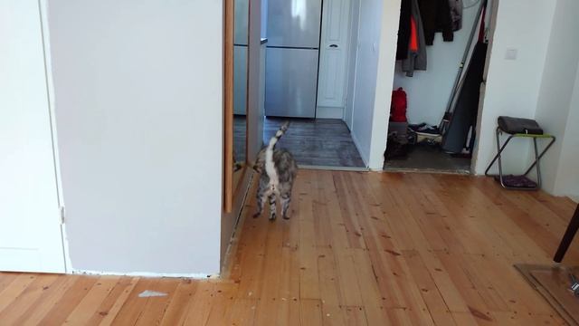 Карантин! Помыли кота и он взбесился ) смотреть онлайн