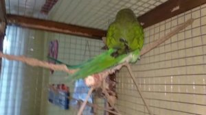 Китайский кольчатый попугай#Коннор грустить