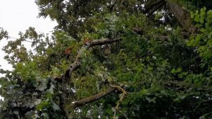 Липовый цвет и веники для бани.