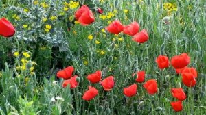 Не бродить, не мять  в кустах багряных. Сергей Есенин (слушать стихи)