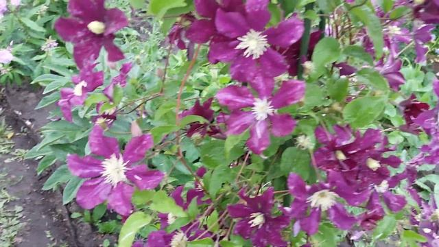 Клематис Warczawska Nike после дождя. Июль 2021год. смотреть онлайн