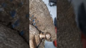 Ауди А6С5 Олроуд .Датчики Пневмоподвески.