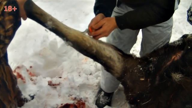 Разделка лося, тест ножа Outdoor Edge (SwingBlade) смотреть онлайн