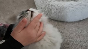 как я даю таблетки котам