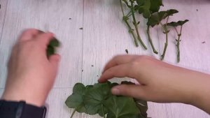 100% СУПЕР СПОСОБ УКОРЕНЕНИЯ ЧЕРЕНКОВ ГЕРАНИ, ВСЕГДА ДЕЛАЙ ТАК и корни полезут со всех щелей