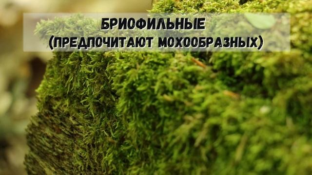 Миксомицеты. Часть 2. Экология миксомицетов: кто? где? когда? смотреть онлайн