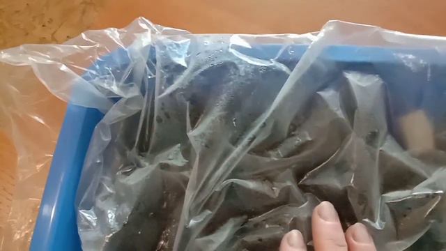 Петуния взошла,что делать??? смотреть онлайн