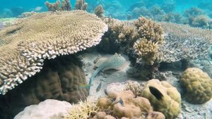 Кораллы - это животные???