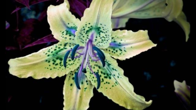 О, великий Творец, кто я есть пред Тобой смотреть онлайн