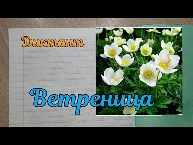Диктант по теме "Имя прилагательное "