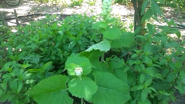 Цветы шалфея смотреть онлайн